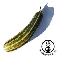 Vegetable Marrow Green Bush Squash