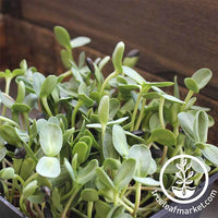 Sunflower Microgreens Growing in a tray
