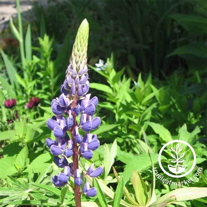 lupinus perennis seed