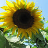 sunflower-black-mammoth-organic-o-com-wm1_32560589-a1e4-4446-b0dd-9ed0f70def20.jpg?v=1654296853