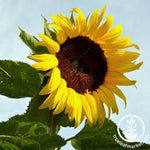 Sunflower Seeds - Black Russian