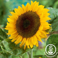 Sunflower Seeds - Classic Gold F1 - Organic