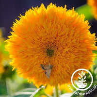 Sunflower Seeds - Mammoth Grey-Stripe, Flower Seeds in Packets & Bulk