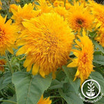 Sunflower Seeds - Goldie F1