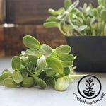 Sunflower - Black Oil (Organic) - Microgreens Seeds