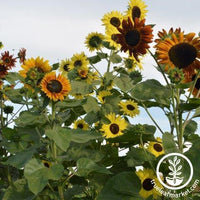 Sunflower  Autumn Beauty – The Seed Company by E.W. Gaze
