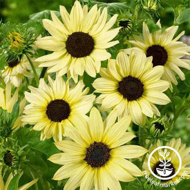 Italian White Sunflower