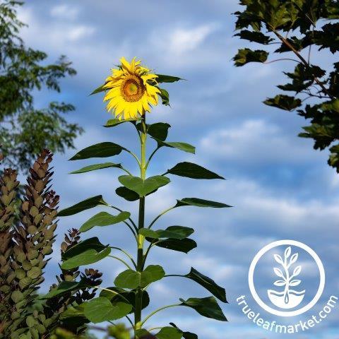 Skyscraper Sunflower Seeds