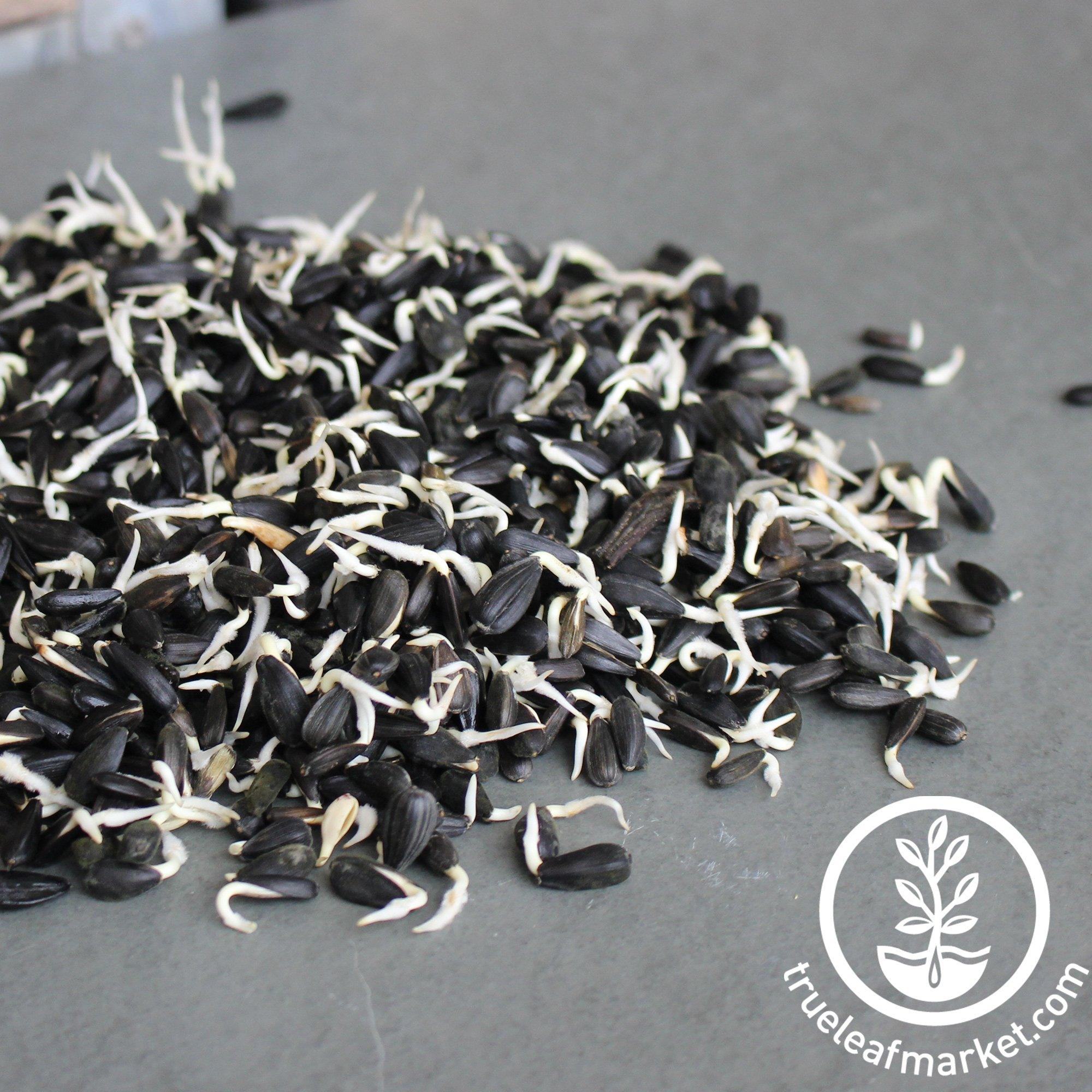 Black Oil Sunflower Sprouting Seeds