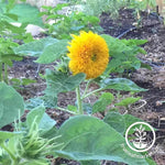 Teddy Bear Sunflower