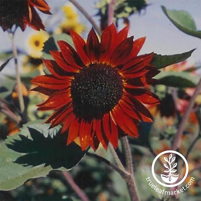 Choux - graines - Tournesol - 100 grammes - Helianthus annuus – Garden  Seeds Market