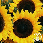 Sunflower Seeds - Zohar F1 - Organic