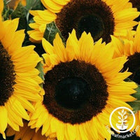 Mammoth Gray Stripe Sunflower Organic Seeds – Hudson Valley Seed Company