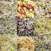 Sprouting Seed Assortment: Sprouting Seed Super Sampler