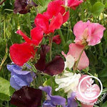 Sweet Pea Early Multiflora Mix Flower Seeds