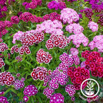 Double Mixture Sweet William