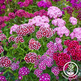 Double Mixture Sweet William