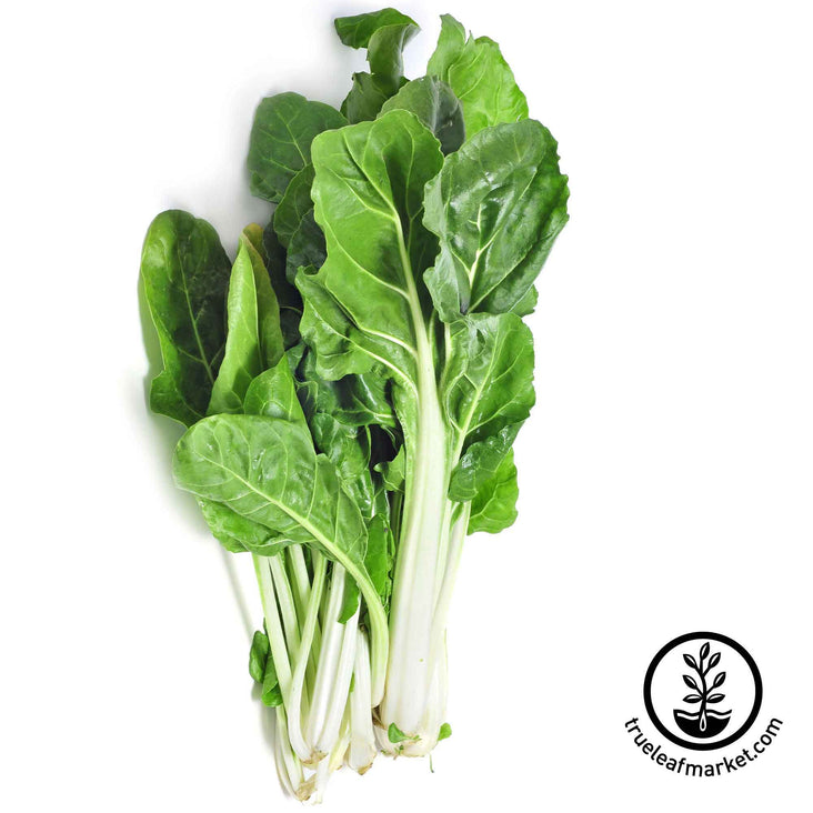 barese dark green smooth leaf swiss chard