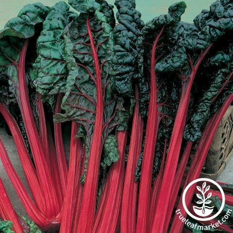 Swiss Chard Seeds - Cardinal