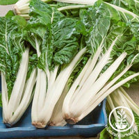 Swiss Chard Seeds - Large White Ribbed