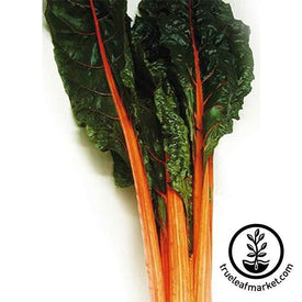 Non-GMO Orange Swiss Chard