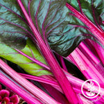 Non-GMO Pink Swiss Chard