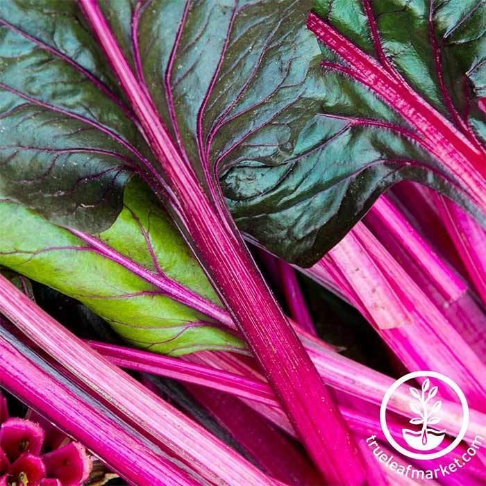 Non-GMO Magenta Sunset Swiss Chard