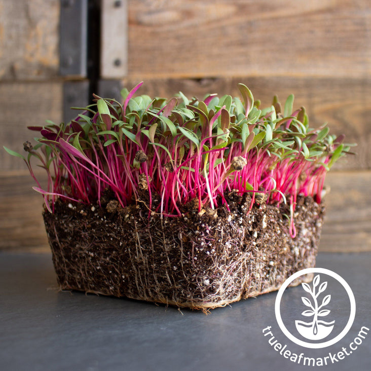 Pink Swiss chard Microgreens Seeds