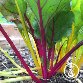 Swiss Chard - Rainbow Mixture Garden and Microgreen Seed