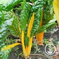 Yellow Swiss Chard