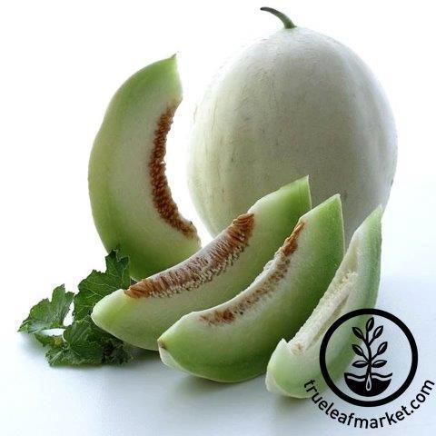 How to Grow Honey Dew Melons seed to harvest 