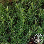 Tarragon - Russian Herb Seed