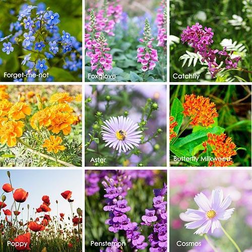 23 Hummingbird Butterfly Wildflower Seeds Mix for Planting Indoor &  Outdoors. 100,000+ Non-GMO, Heirloom