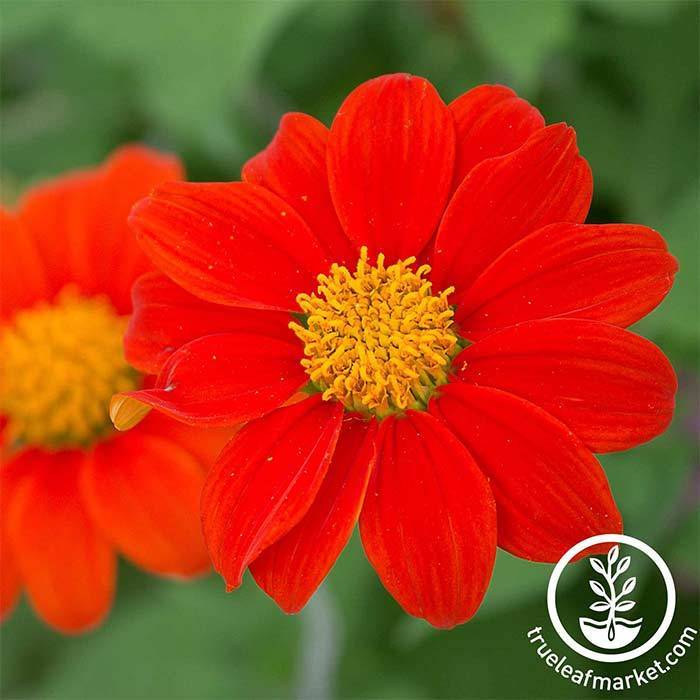 Non GMO Tithonia Flower Seed