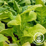 Corojo 99 Tobacco Seeds