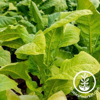 Corojo 99 Tobacco Seeds