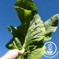 Yellow Oronoko Tobacco Seeds