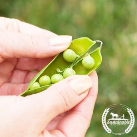 Organic Tom Thumb Pea