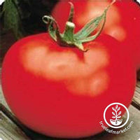 Buy Alvarado Community Farm Beefsteak Tomato Seeds - Slicing Variety @ $2.95