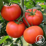 Tomato Non GMO Seeds