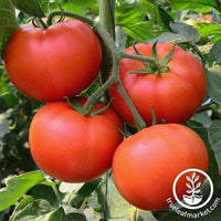 Tomato Non GMO Seeds