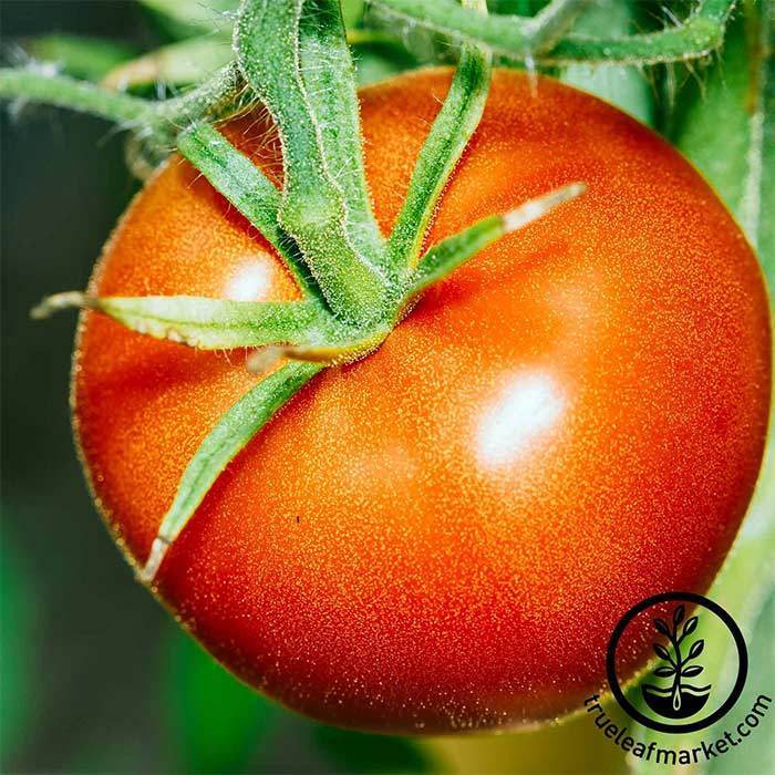 Bonny Best Tomato Seeds