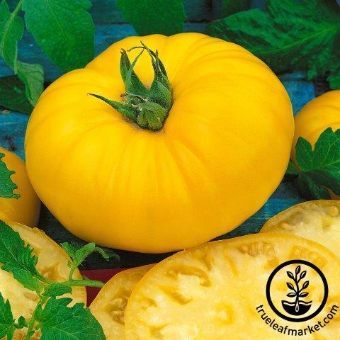 Tomato Seeds - Brandymaster Yellow F1