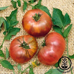 Tomato Seeds - Brandywine Black - Potato Leaf