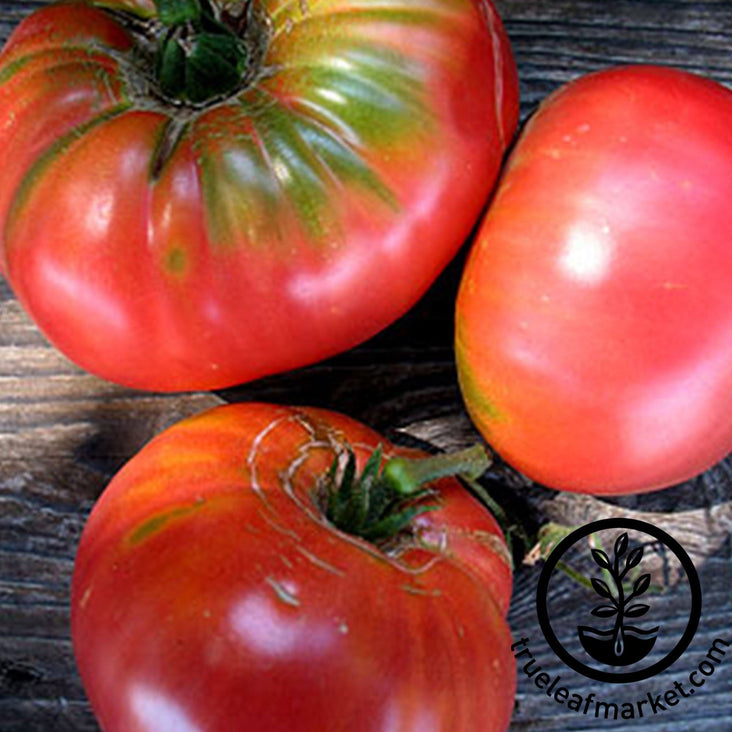 Pink Brandywine Tomato (Solanum lycopersicum)