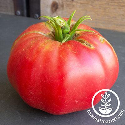 Organic Brandywine Pink Tomato Seeds, Open Pollinated - Non-GMO Seeds