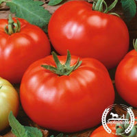 Pink Brandywine Tomato Seeds Organically Grown, Non-gmo, Heirloom, Made in  Wisconsin USA 