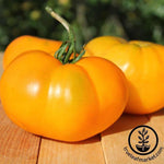 Brandywine Yellow Tomato