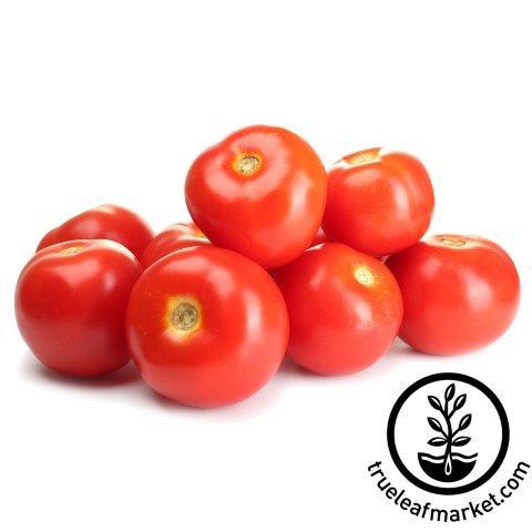 Burbank Slicing- Organic Tomato Seeds