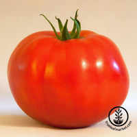 tomato caribe